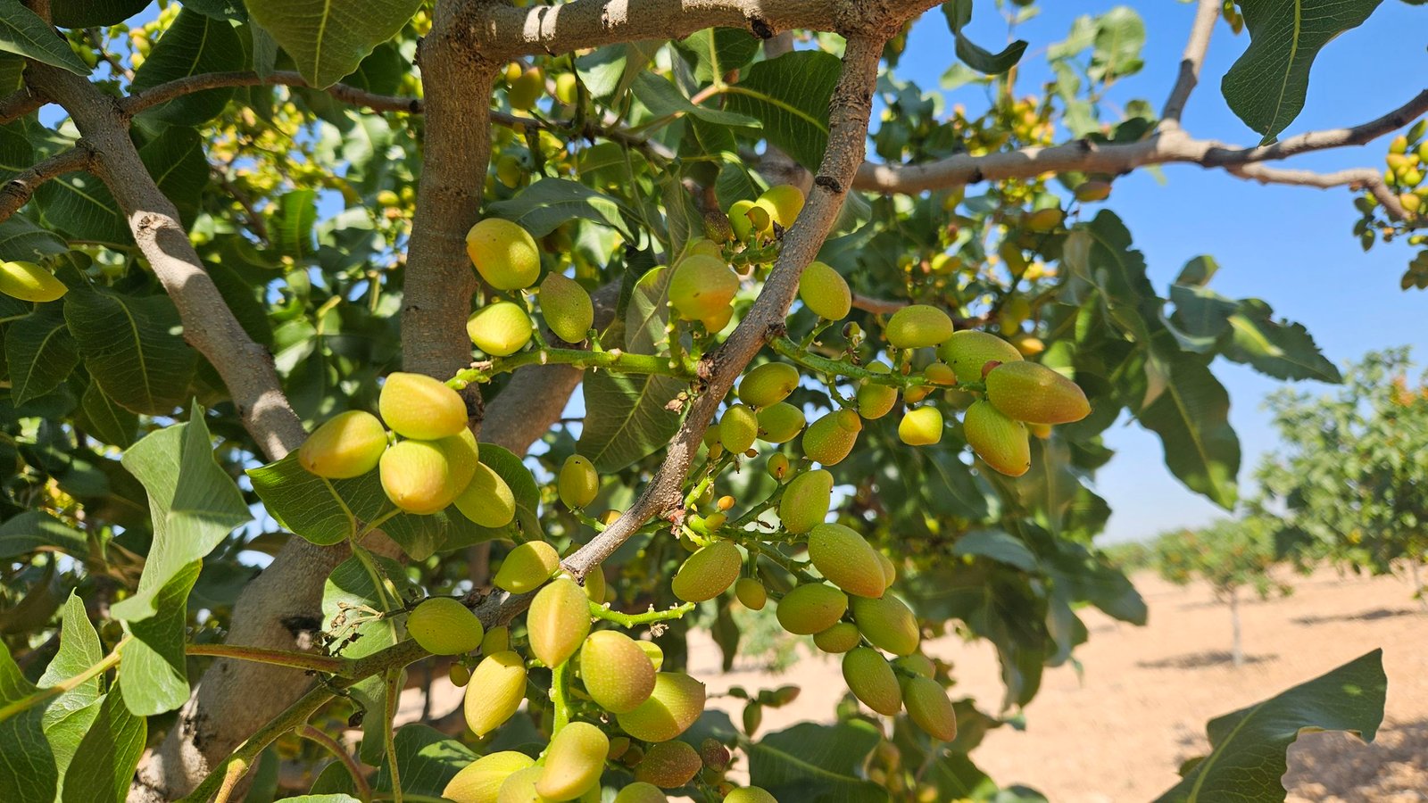 Pistachos ecológicos en producción — GEXTEC